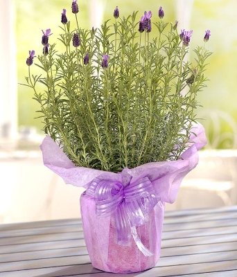 Sweet Lavender*