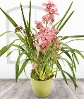 Pink Cymbidium*