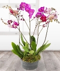 Orchid Trio*