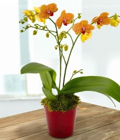 Orange Orchid Plant *