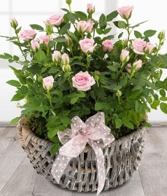 Rose Basket *