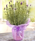 Sweet Lavender*