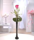Pink Passion